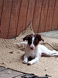 Lost Male Dog last seen Champan hwy, Knoxville, TN 37920