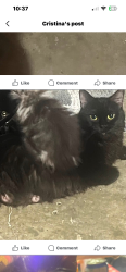 Lost Female Cat last seen Compton n Weller , Kingston, ON K7K 5V3