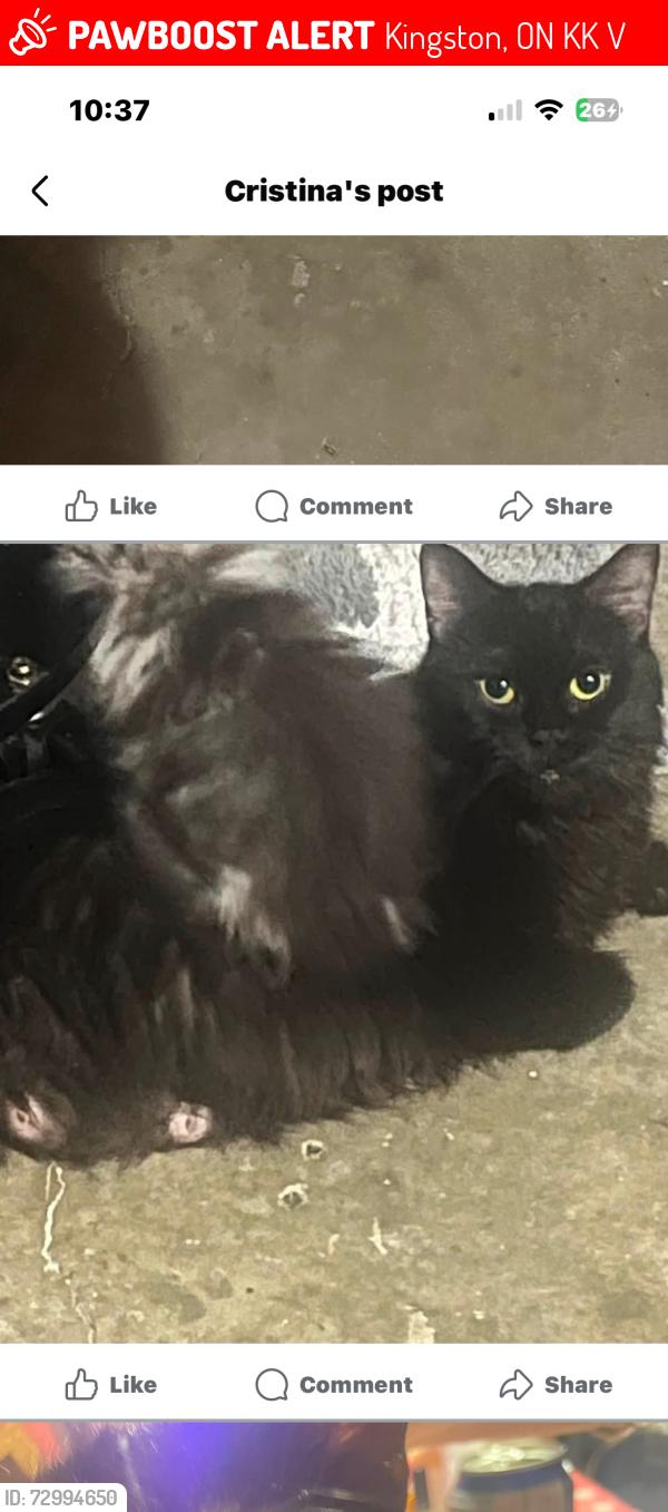 Lost Female Cat last seen Compton n Weller , Kingston, ON K7K 5V3