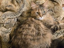 Lost Female Cat last seen Pinecrest and Pelham, Taylor, MI 48180