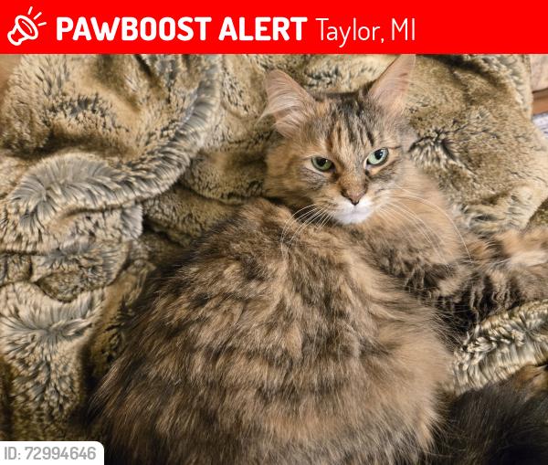 Lost Female Cat last seen Pinecrest and Pelham, Taylor, MI 48180