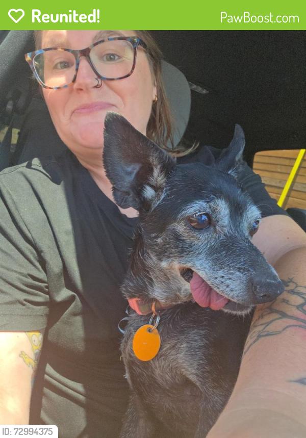 Reunited Female Dog last seen Jones and cheyenne , Las Vegas, NV 89108