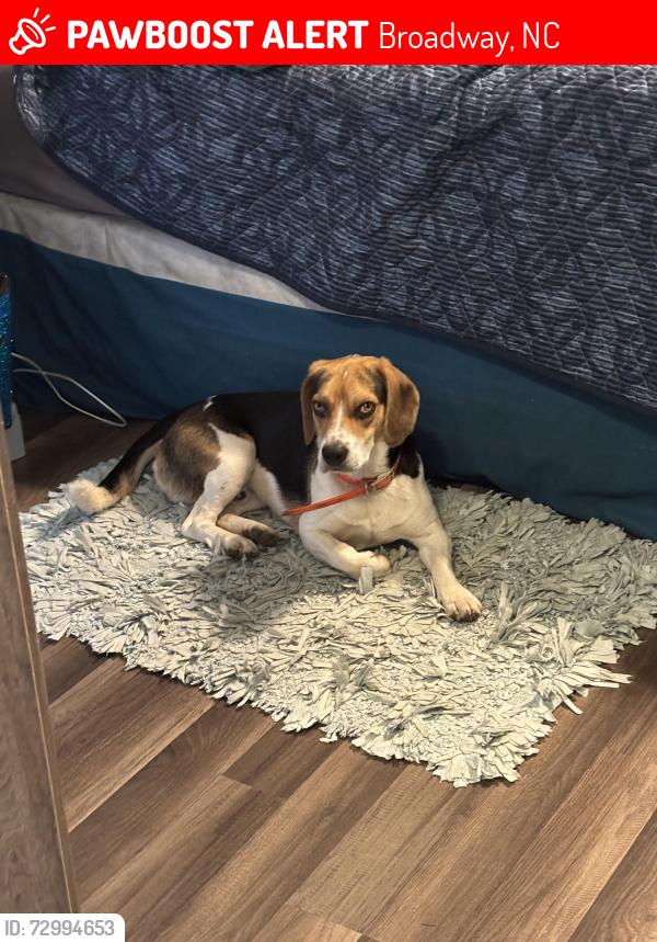 Lost Male Dog last seen ens road, Broadway, NC 27505