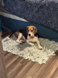 Lost Male Dog last seen ens road, Broadway, NC 27505
