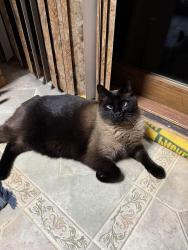 Reunited Male Cat last seen Corral Drive and Easy Street, Rapid City, SD 57702