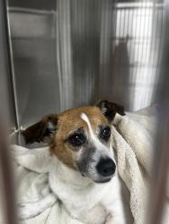 Found/Stray Male Dog last seen Timber Tree Branch Rd, Kingsport, TN 37660