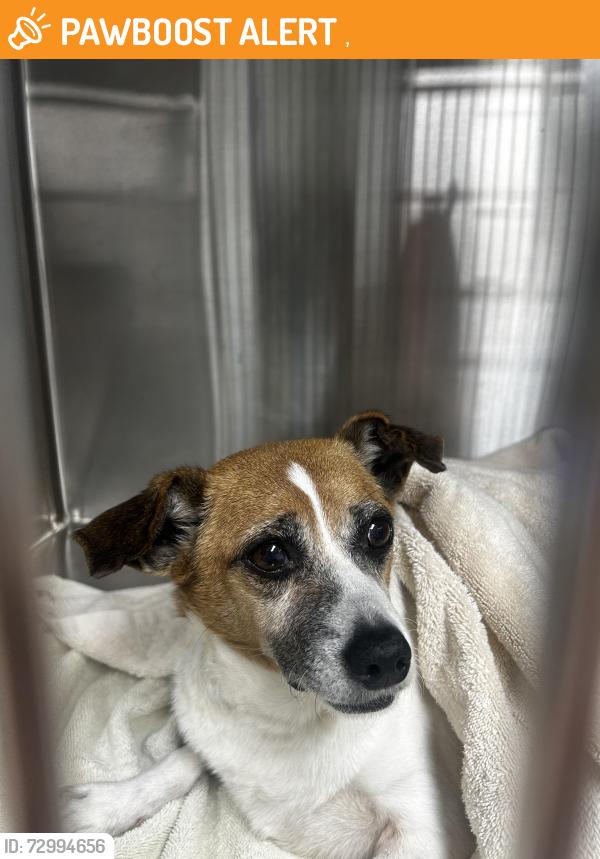 Found/Stray Male Dog last seen Timber Tree Branch Rd, Kingsport, TN 37660
