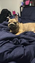 Reunited Male Dog last seen Warman, Indianapolis, IN 46224