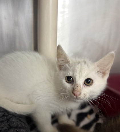 Shelter Stray Female Cat last seen Hazel Ave, New Bern City Limits, NC, 1639 Old Airport Rd, New Bern, NC 28562, USA