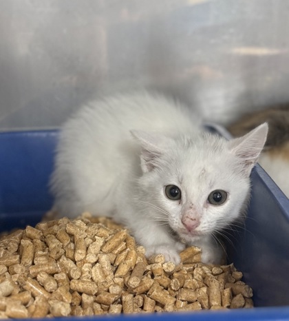 Shelter Stray Female Cat last seen Near W Grantham Rd, New Bern, NC, 1639 Old Airport Rd, New Bern, NC 28562, USA
