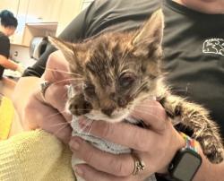 Shelter Stray Male Cat last seen Near Old Vanceboro Road, New Bern, NC, 1639 Old Airport Rd, New Bern, NC 28562, USA