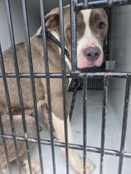 Shelter Stray Female Dog last seen Near campbellton rd, Atlanta, GA, 1251 Fulton Industrial Blvd NW, Atlanta, GA 30336, USA
