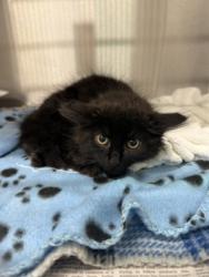 Shelter Stray Unknown Cat last seen Near peachtree rd, Atlanta, GA, 1251 Fulton Industrial Blvd NW, Atlanta, GA 30336, USA