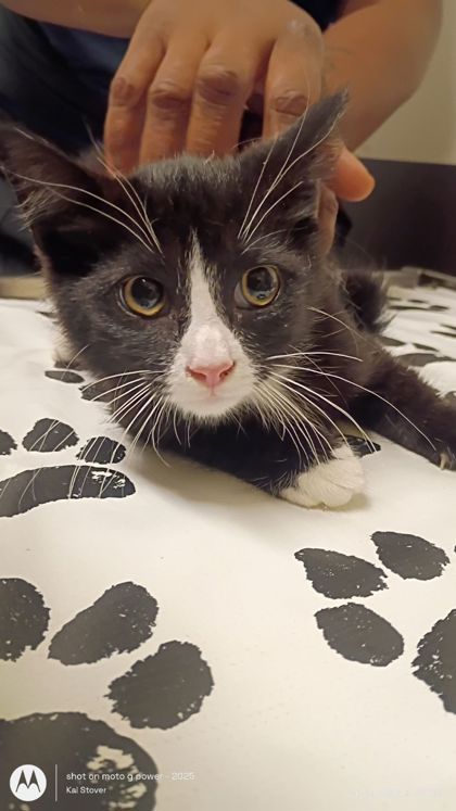 Shelter Stray Male Cat last seen Near the savoy st, Atlanta, GA, 1251 Fulton Industrial Blvd NW, Atlanta, GA 30336, USA