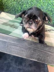 Shelter Stray Female Dog last seen Montwood Dr/Noviembre Dr, CITY of El Paso, TX, 5001 Fred Wilson Ave, El Paso, TX 79906, USA