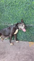 Shelter Stray Female Dog last seen Near norht loop, Socorro, TX, 5001 Fred Wilson Ave, El Paso, TX 79906, USA