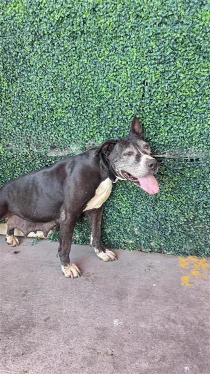 Shelter Stray Female Dog last seen Near norht loop, Socorro, TX, 5001 Fred Wilson Ave, El Paso, TX 79906, USA