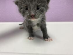 Shelter Stray Male Cat last seen Near Ridge ST, CITY of El Paso, TX, 5001 Fred Wilson Ave, El Paso, TX 79906, USA