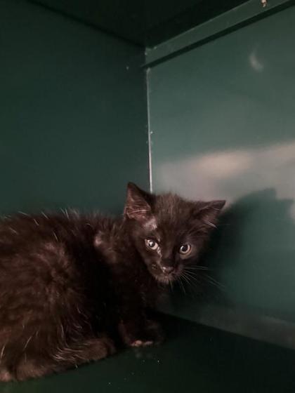 Shelter Stray Male Cat last seen Near Rojas Drive, CITY of El Paso, TX, 5001 Fred Wilson Ave, El Paso, TX 79906, USA
