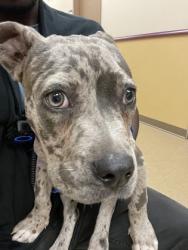 Shelter Stray Male Dog last seen Near Shady Cove Pl, Desoto, TX, 1150 E Pleasant Run Rd, Cedar Hill, TX 75104, USA