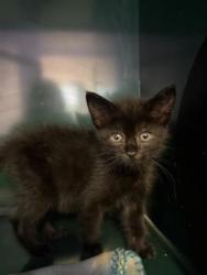 Shelter Stray Female Cat last seen Near EDGE RD, EL PASO, TX, 79849, San Elizario, TX, 5001 Fred Wilson Ave, El Paso, TX 79906, USA