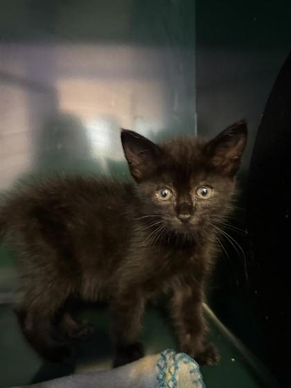 Shelter Stray Female Cat last seen Near EDGE RD, EL PASO, TX, 79849, San Elizario, TX, 5001 Fred Wilson Ave, El Paso, TX 79906, USA