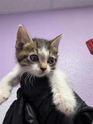 Shelter Stray Male Cat last seen Rushing and debeers 79924, CITY of El Paso, TX, 5001 Fred Wilson Ave, El Paso, TX 79906, USA