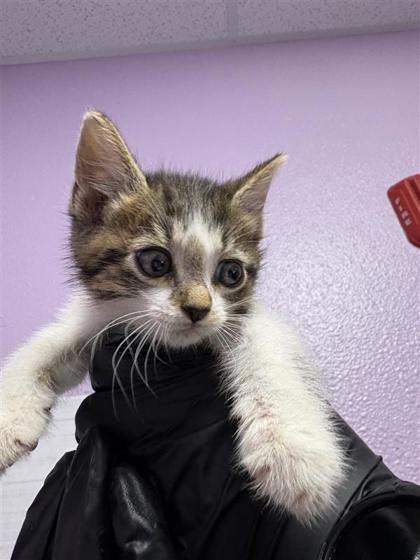 Shelter Stray Male Cat last seen Rushing and debeers 79924, CITY of El Paso, TX, 5001 Fred Wilson Ave, El Paso, TX 79906, USA