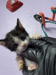 Shelter Stray Female Cat last seen Rushing and debeers 79924, CITY of El Paso, TX, 5001 Fred Wilson Ave, El Paso, TX 79906, USA