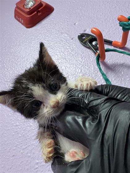 Shelter Stray Female Cat last seen Rushing and debeers 79924, CITY of El Paso, TX, 5001 Fred Wilson Ave, El Paso, TX 79906, USA