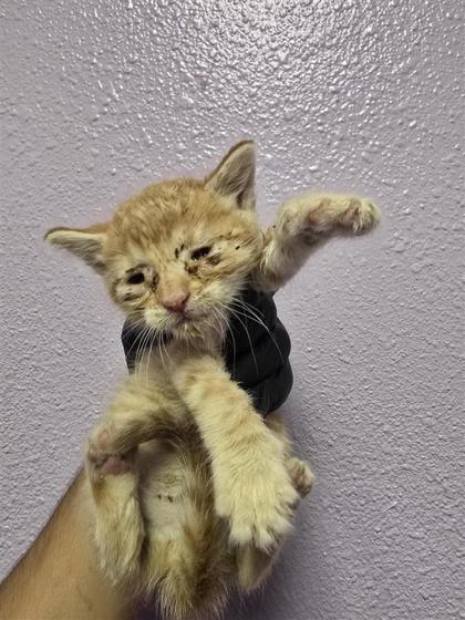 Shelter Stray Male Cat last seen Near LAKE CANDLEWOOD CT, COUNTY of El Paso, TX, 5001 Fred Wilson Ave, El Paso, TX 79906, USA