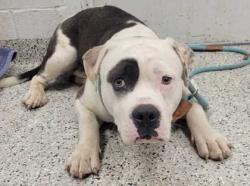 Shelter Stray Male Dog last seen Near Cambridge, 64134, MO, 7077 Elmwood Ave, Kansas City, MO 64132, USA