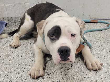 Shelter Stray Male Dog last seen Near Cambridge, 64134, MO, 7077 Elmwood Ave, Kansas City, MO 64132, USA