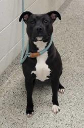Shelter Stray Female Dog last seen Near Blue Ridge Blvd, 64133, MO, 7077 Elmwood Ave, Kansas City, MO 64132, USA