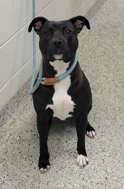 Shelter Stray Female Dog last seen Near Blue Ridge Blvd, 64133, MO, 7077 Elmwood Ave, Kansas City, MO 64132, USA