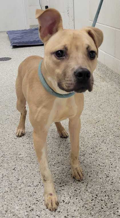 Shelter Stray Female Dog last seen Near Tracy Ave, 64109, MO, 7077 Elmwood Ave, Kansas City, MO 64132, USA