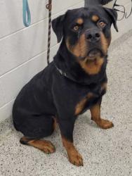 Shelter Stray Male Dog last seen Near Cambridge, 64134, MO, 7077 Elmwood Ave, Kansas City, MO 64132, USA