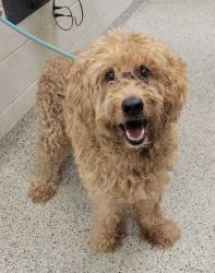 Shelter Stray Male Dog last seen 49th & Tracy Ave, 64110, MO, 7077 Elmwood Ave, Kansas City, MO 64132, USA