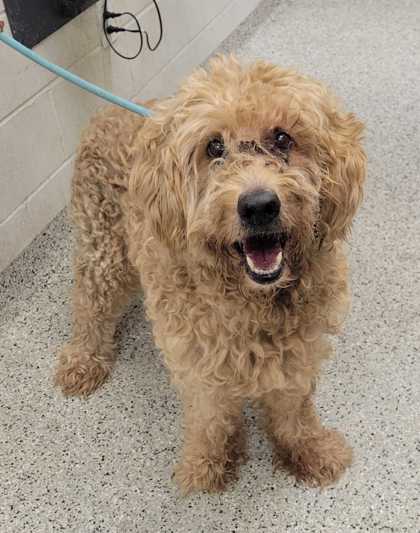 Shelter Stray Male Dog last seen 49th & Tracy Ave, 64110, MO, 7077 Elmwood Ave, Kansas City, MO 64132, USA