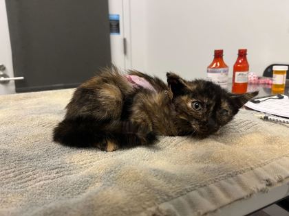 Shelter Stray Female Cat last seen Near E 92nd Street, 64138, MO, 7077 Elmwood Ave, Kansas City, MO 64132, USA