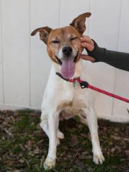 Shelter Stray Female Dog last seen Near Dennis Dr, 30032, GA, 3280 Chamblee Dunwoody Rd, Chamblee, GA 30341, USA