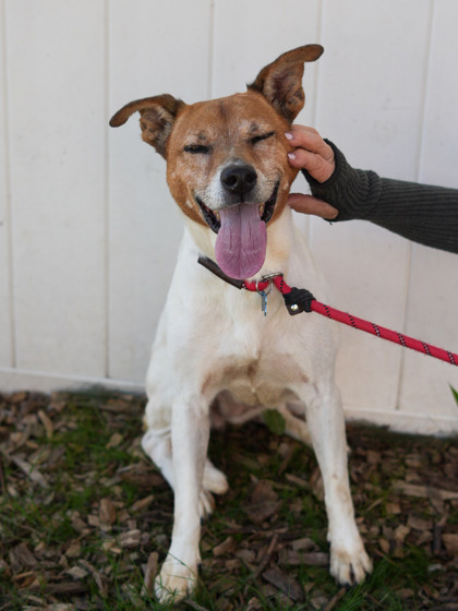 Shelter Stray Female Dog last seen Near Dennis Dr, 30032, GA, 3280 Chamblee Dunwoody Rd, Chamblee, GA 30341, USA