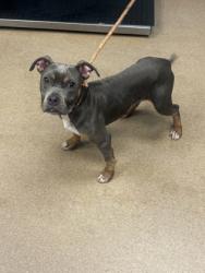Shelter Stray Male Dog last seen Near Brannen Road SE, Atlanta 30316, 30316, GA, 3280 Chamblee Dunwoody Rd, Chamblee, GA 30341, USA