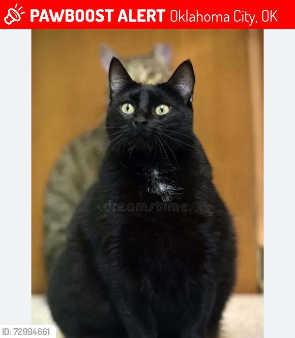 Lost Female Cat last seen Rick road, Oklahoma City, OK 73170