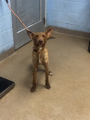 Shelter Stray Male Dog last seen Near Young Road Lithonia, 30058, 30058, GA, 3280 Chamblee Dunwoody Rd, Chamblee, GA 30341, USA