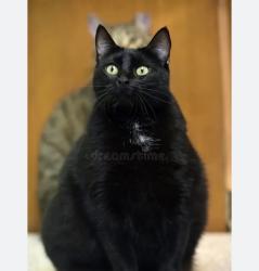 Lost Female Cat last seen Rick road, Oklahoma City, OK 73170