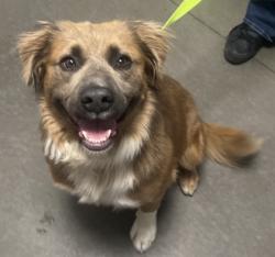 Shelter Stray Male Dog last seen S Dickenson Ave & S McMullin Grade, Fresno Zone Fresno CO 1A 93706, CA, 1510 W Dan Ronquillo Dr, Fresno, CA 93706, USA