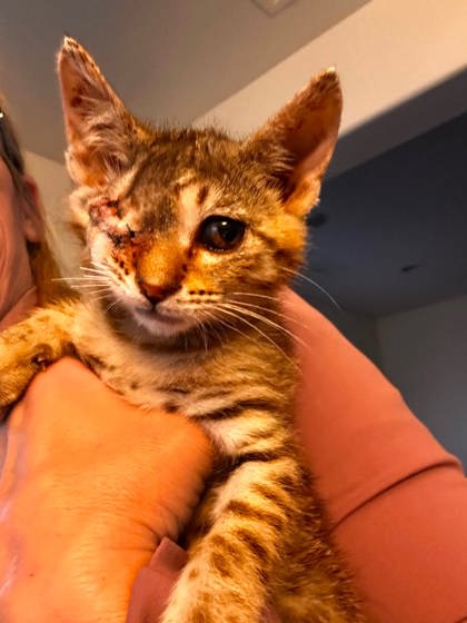 Shelter Stray Male Cat last seen McKinley & Valentine, Fresno Zone Fresno CO 2 93722, CA, 1510 W Dan Ronquillo Dr, Fresno, CA 93706, USA
