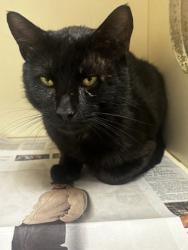 Shelter Stray Male Cat last seen Near Highland Pl Decatur GA 30035, 30035, GA, 3280 Chamblee Dunwoody Rd, Chamblee, GA 30341, USA