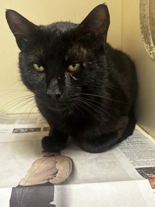 Shelter Stray Male Cat last seen Near Highland Pl Decatur GA 30035, 30035, GA, 3280 Chamblee Dunwoody Rd, Chamblee, GA 30341, USA